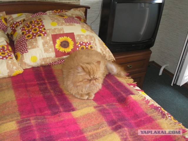 Как я постриг своего Котэ. До и после.