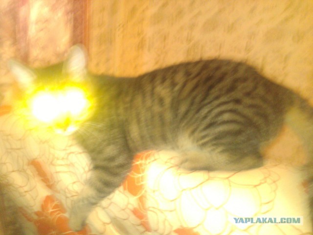Котовторник 11.11.2014