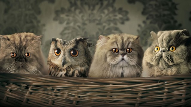 Совы