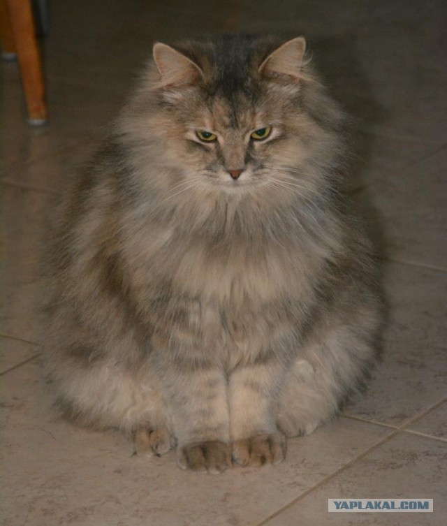 Котовторник 27.01.2015
