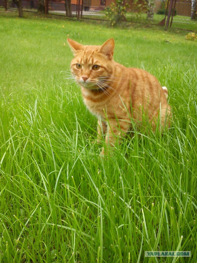 Самые популярные клички кошек и котов
