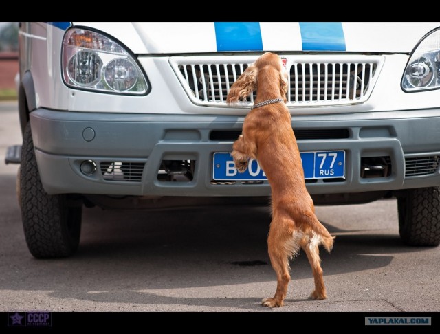 Центр кинологической службы Упр-ния на транспорте