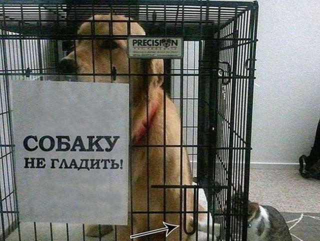 Котовторник