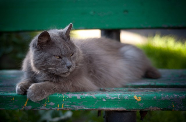 Котовторник 7.07.2015