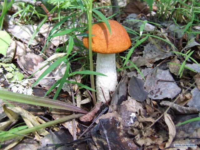 Золотая осень