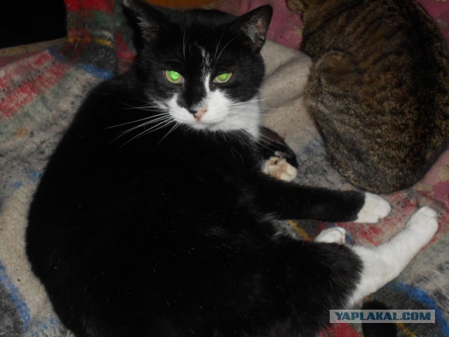 Жизнь домашнего приюта для котеек 91