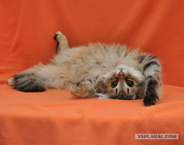 Котовторник