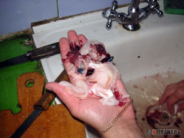 Все из рыбы!