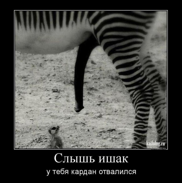 Прикольные картинки