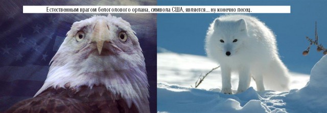 Медведь убил белоголового орлана, отгоняя его от добычи