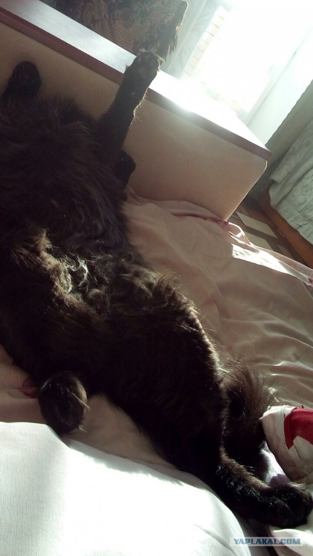Котовторник 29.03.2016