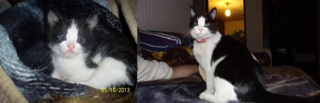 25 котят, которые так быстро выросли