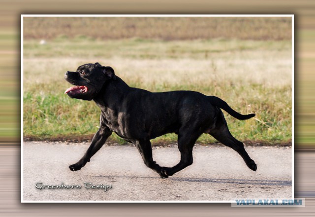 Страшно красивые терьеры