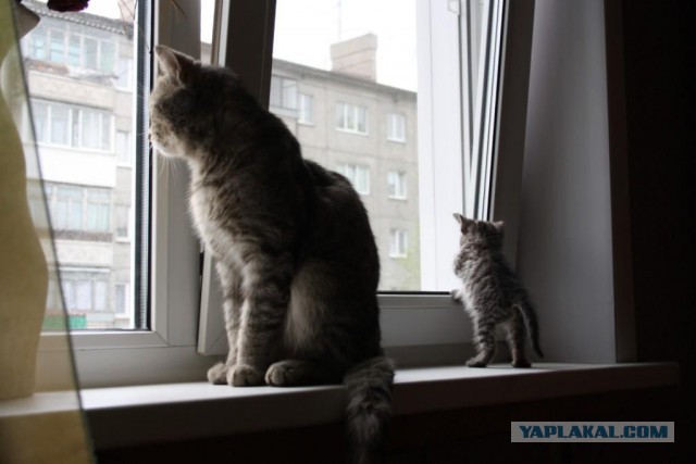 Котовторник 26.07 2016