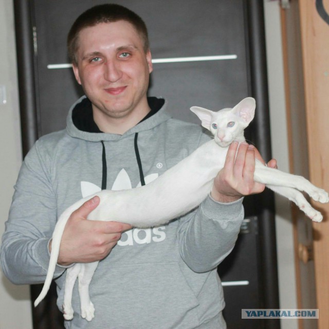 Смелые ЯПовцы.