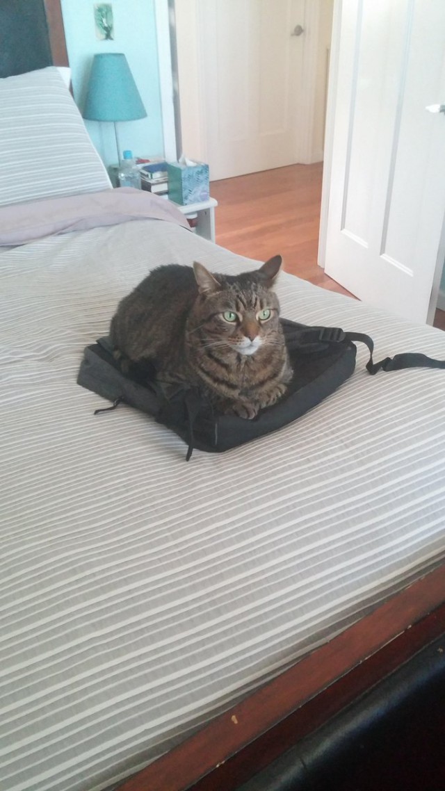 Коты из сети