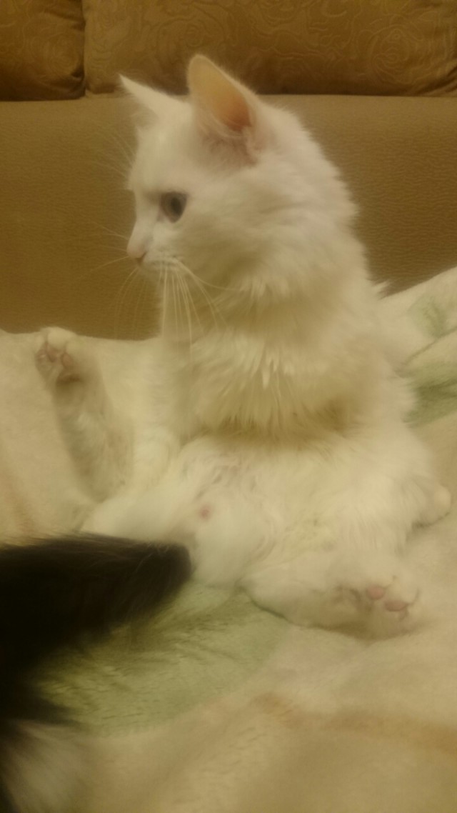 Котовторник 22.11.2016