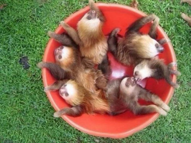 Самые смешные животные