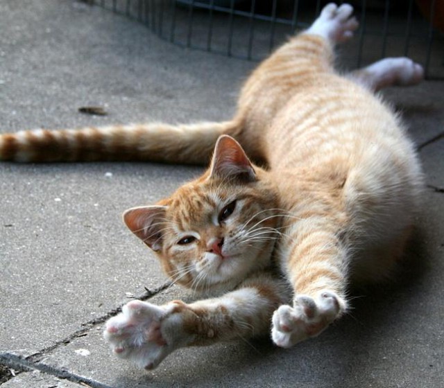 Коты и Кошки