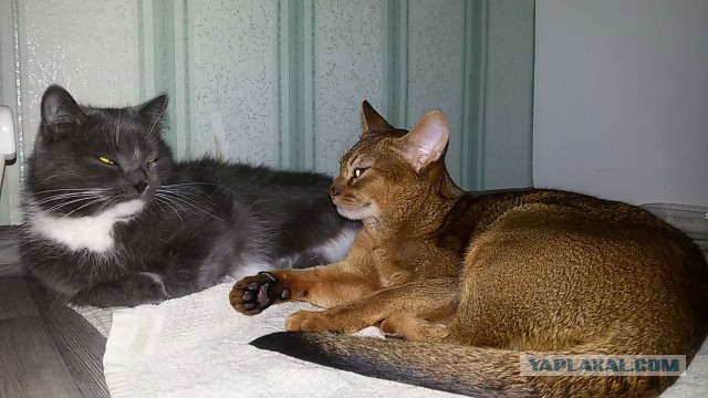 Мой кот и кот тёщи