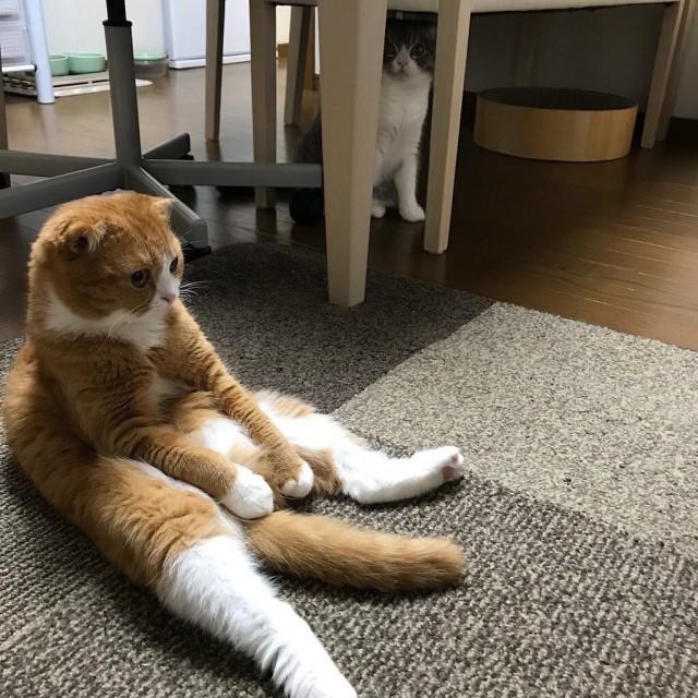 Коты и Кошки