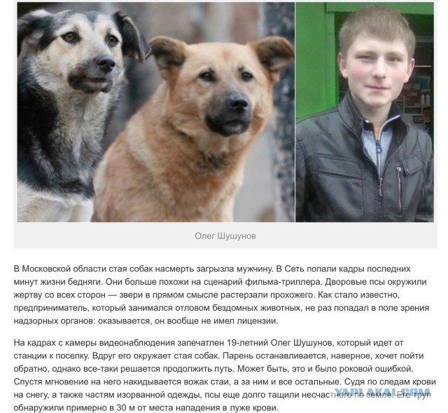 В Красноярске во дворе школы стая собак напала на 9-летнюю девочку