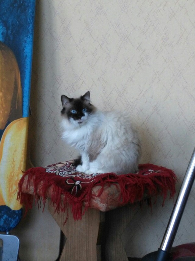 Фотобомбы котов