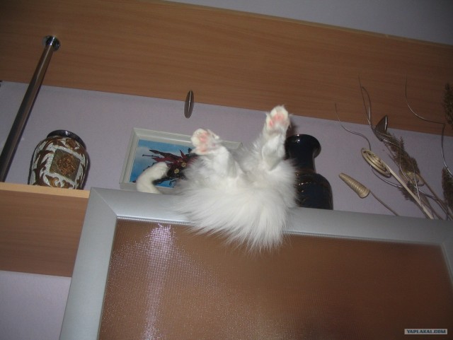 А как же котовторник?