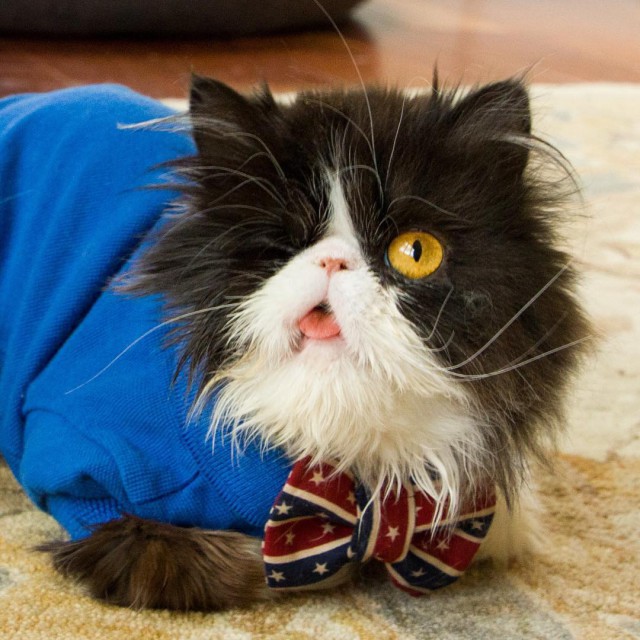 Прикольных котов пост