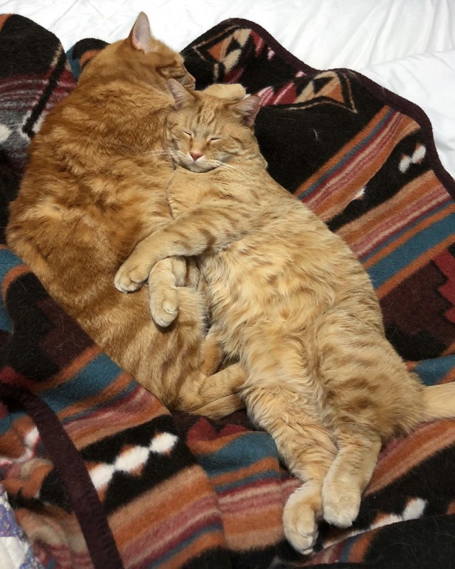 Прикольных котов пост