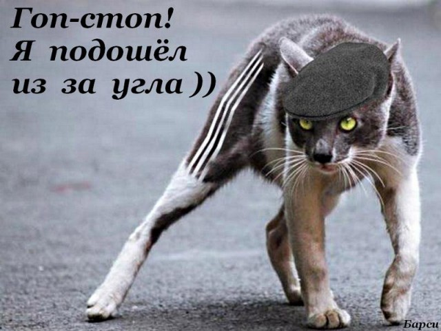 Боевые коты