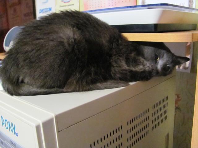 Котовторник с Максом
