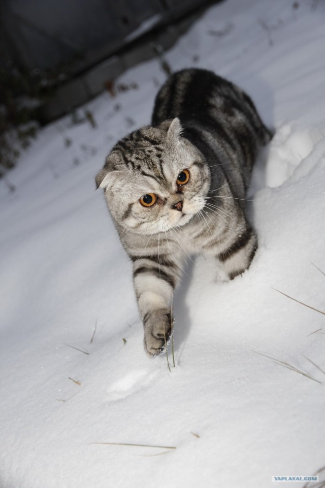 Котовторник 1.11.11