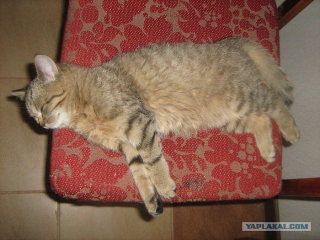 Котовторник (24. 01. 2012 )