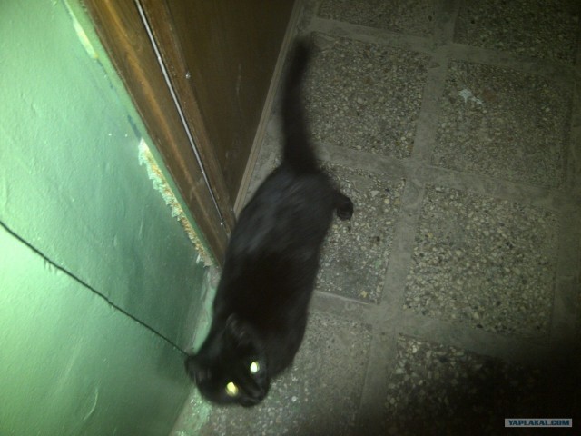 Котовторник 10.04.2012