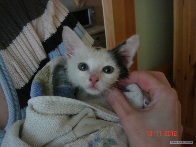 Находка на заднем дворе