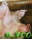 Аватары на заказ