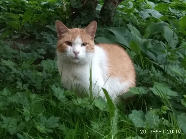 Забавные фото котеек