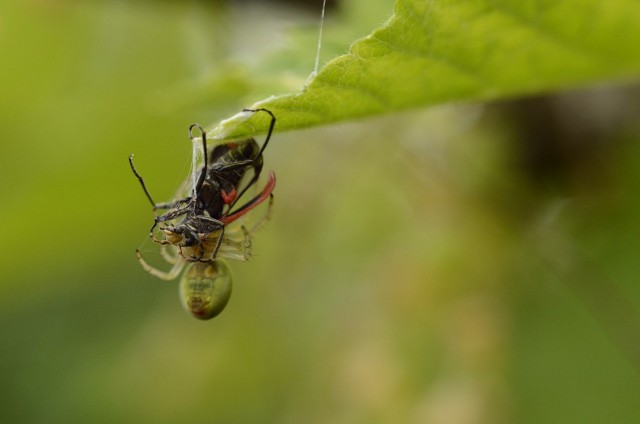 Страна Насекомия