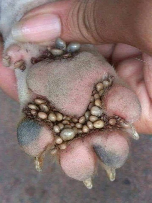 Осторожней на природе!