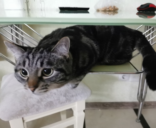 Коты, которые спят где попало и как попало