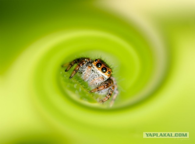 Про макросъемку и Tamron 90/2.8