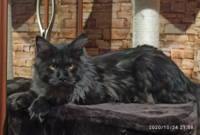 Счастливая семейная пара,кот Джокер и его жена Тиффани