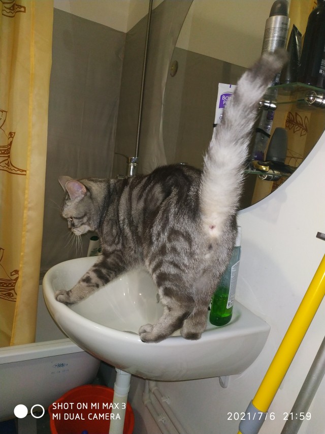 Хоба! Котовторник!