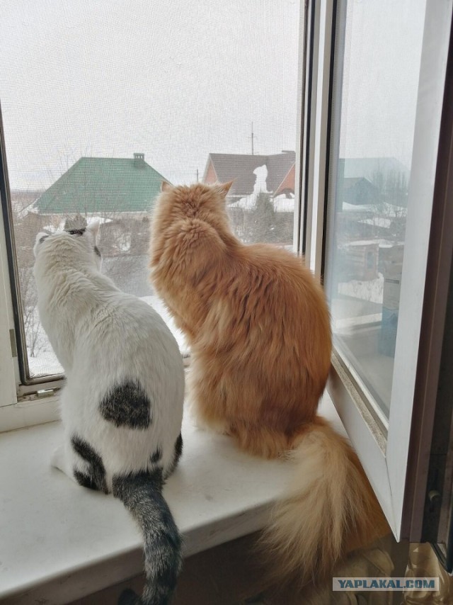 Кот Мейн-кун: царь домашних кошек!