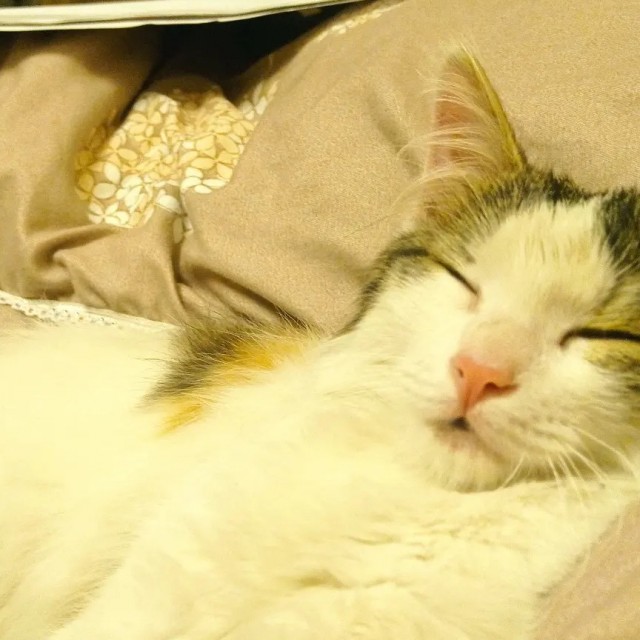 Котики - наше всё!