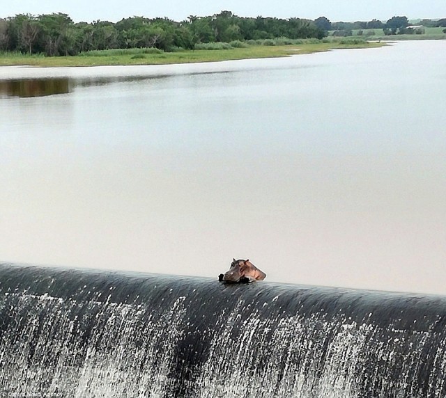Бегемотиха отдыхает на краю водопада на реке Комати в ЮАР