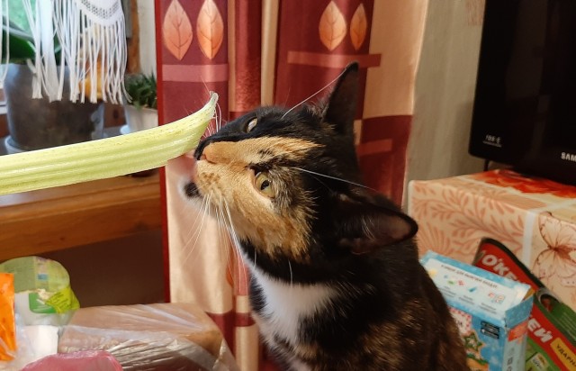 Кот д’Ивуар