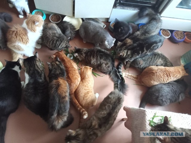 Котики в беде