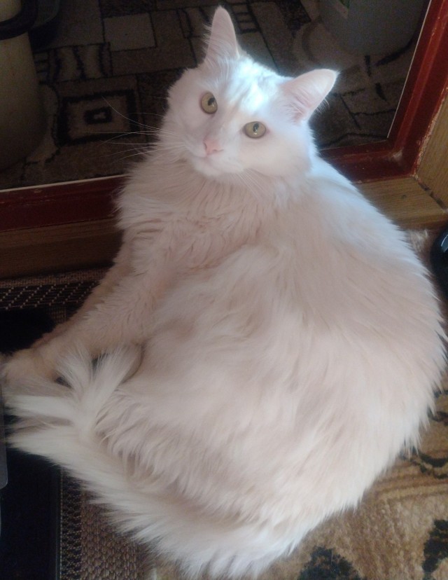 Котоюмор на ЯП. Веселые кото-картинки!